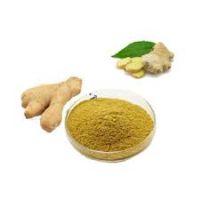 sales Water Soluble Ginger P.E/Gingerol