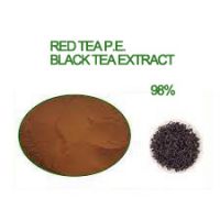 Red Tea P.E./Black tea extract tea polyphenols