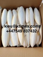 Cuttlefish Bone Vietnam 447549837432