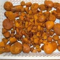 OX Gallstone