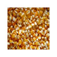 Pure natural Bags Organic Sweet Dry Baby Corn Yellow Maize Corn / Best Quality GRADE 1 Non GMO White and Yellow Corn