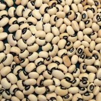 Black kidney beans and white kidney beans and black kidney beans at the very best prices now with fast delivery time