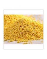 Fast Shipping Kodo Millet Good Taste Hulled Glutinous Yellow Millet For Human Consumption For Sale