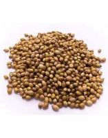 Wholesale Natural Dried Coriander Seeds Single Spices and Herbs Dried Coriander Seeds at Factory Price