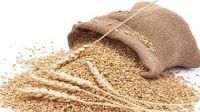 Fodder wheat universal feed  wheat grain for feeding farm animals birds and preparing feed mixtures