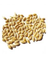 Highland Barley Agriculture Products Scattered as Coarse Cereals Crops Enhancing Nutritious Value with Rice