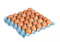 Buy fresh white chicken eggs in cheap price