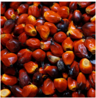 Wholesale Fresh Palm Kernel Nuts For Exports