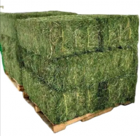 Buy Top Quality Alfafa Hay for Animal Feeding