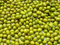 Health 100% nature organic green mung bean for Food