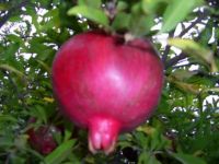 Sell Organic Pomegranate Juice Concentrate