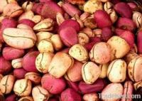 Red Kola Nut