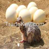 Ostrich Chicks and eggs