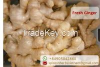 ginger export products