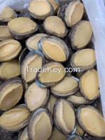 Abalone Meat