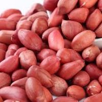 Best Quality Groundnuts Kernels