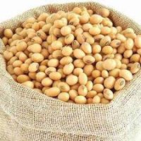 Premium Quality Yellow Soybean