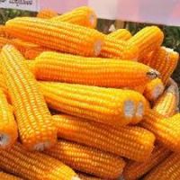 White/yellow Corn For Human Consumption