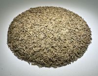 Green Cumin Seeds , Hight Quality