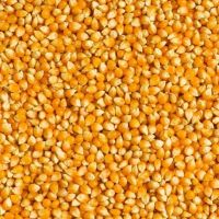 Yellow maize animal feeds