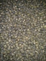 dried okro seeds