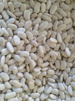 Outstanding white and red kidney beans