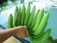 We offer Fresh Premium Cavendish Bananas Class A origin Philipines