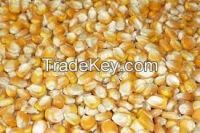 Yellow Corn from Brazil