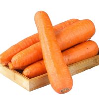 Affordable Fresh Carrots Supplier In Stock Buy Wholesale Cheap Price Fast Delivery Available Best Price