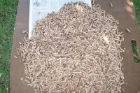 Sell wood pellets DIN +, wood chips, wood briquettes