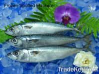 Sell Frozen Spotted Mackerel  & Trachurus Japonicus