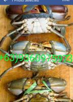 live mud crabs of The Philippines origin