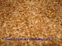 Sell food red wheat soft and hard