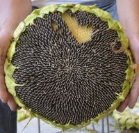 Sunflower Seeds Raw/ Fresh/ Dried