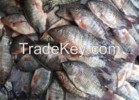 Sea Bass Fish