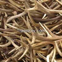 Red deer antlers
