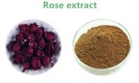Rose extract P.E. wholesale