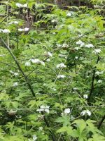 raspberry sweet leaf can make it into natural plant sweeteners widely used in drink, food, health care, beauty, medicine and other industries.