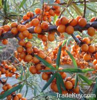 Sell Sea buckthorn (oleum hippophaes)  oil