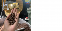 Arabica and Robusta export quality coffee bean