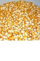 Organic Yellow Maize Corn