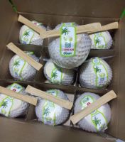 VietNam Fresh Young Coconut - Song Nam ITD