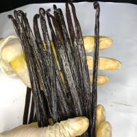 discount 5 % for planifolia pod grade A