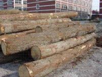 Sell Oak Logs