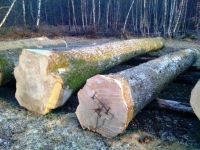 European Ash Logs