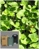 Sell Centella Asiatica Extracts