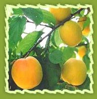 Sell Apricot Oil
