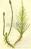 Sell Horsetail extract