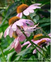Sell Echinacea Herb extract