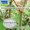 Sell Giant Knotweed Extract(Resveratrol50%, 98%)